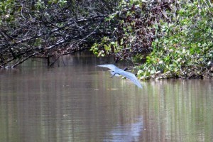 Garça-azul no rio Beneventes,