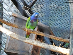 DSCN5227 Parque das Aves Foz do Iguaçu