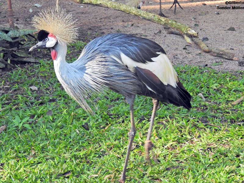 grou Parque das Aves Foz do Iguaçu