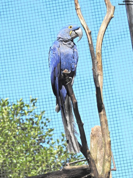 arara azul Parque das Aves Foz do Iguaçu