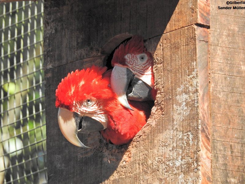 araras vermelhas Parque das Aves Foz do Iguaçu