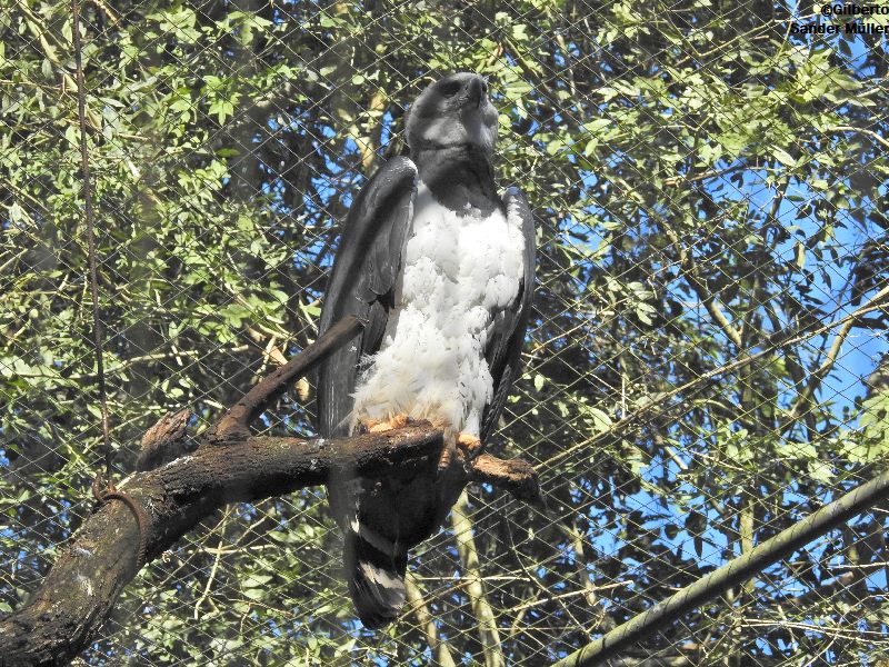 harpia Parque das Aves Foz do Iguaçu