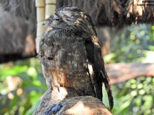 mãe-da-lua Parque das Aves Foz do Iguaçu