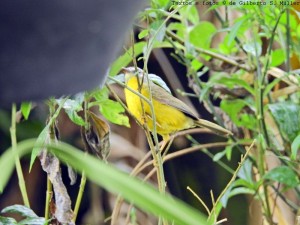 Pula-pula, Basileuterus culicivorus, Golden-crowned Warbler