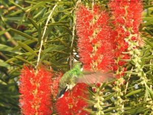 beija-flor-de-papo-branco, Leucochloris albicollis, White-throated Hummingbird
