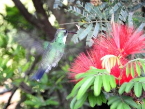 Beija-flor-de-papo-branco, Leucochloris albicollis, White-throated Hummingbird