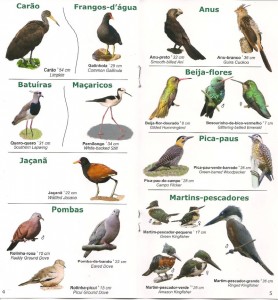 Mini-guia de aves do Parque Tupancy